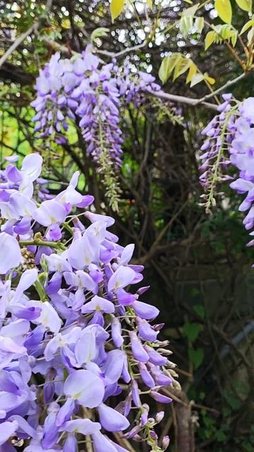 как цветет глициния в начале мая в Геленджике #цветы #дерево #цветущийсад