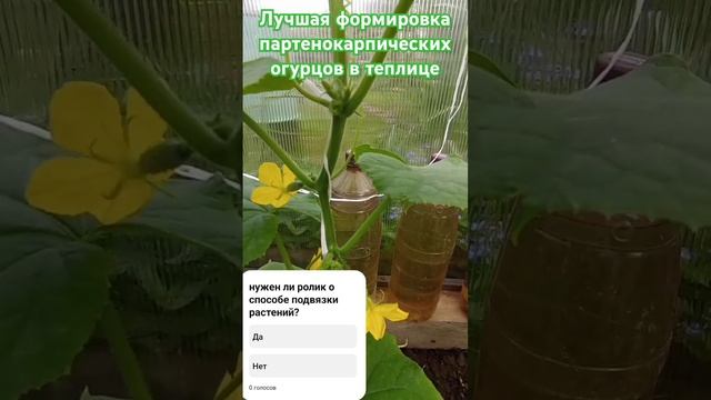 Простая формировка партенокарпических огурцов- самая лучшая