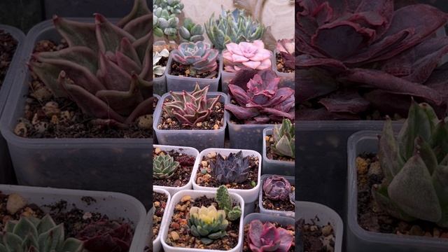 БОЛЬШАЯ Распаковка Суккулентов, 82 свёртка! Часть 4, заключительная
