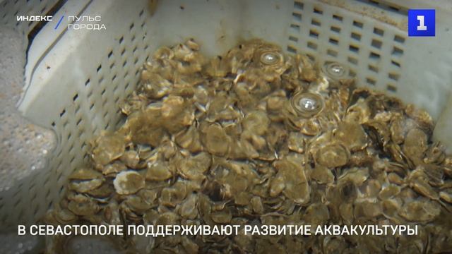 В Севастополе поддерживают развитие аквакультуры