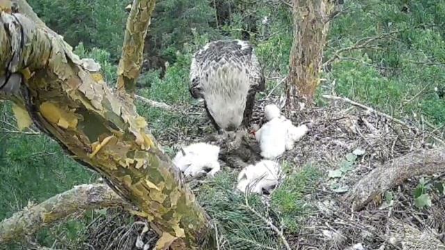 🦅 Семейство ульяновских орлов отдыхает после сытного обеда
