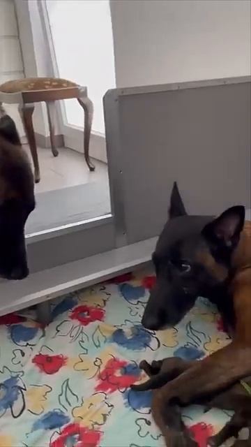 Папа-пес был удивлен своими щенками, увидев их в первый раз - 2023 год