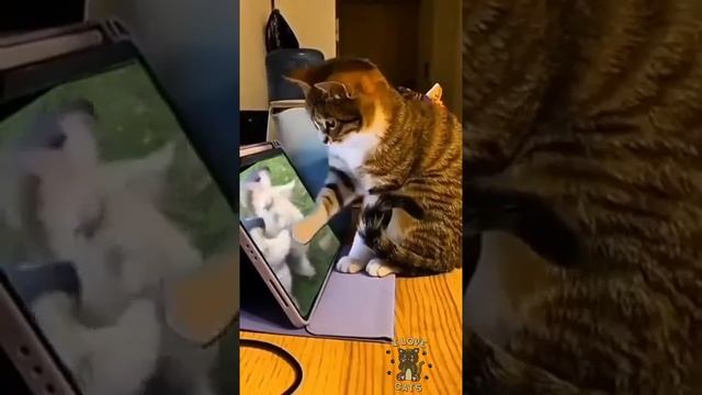 Котики и мультики