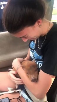 Принес кабанчика - 2023 год