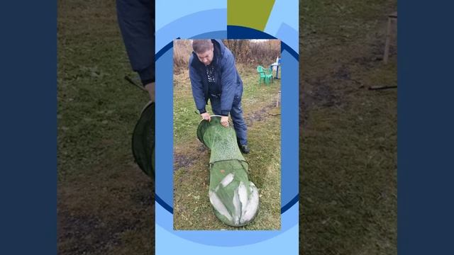 Уловы за 11 и 12 октября 2020 Форель, осетр и т.д.