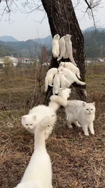 cute cata in jungle #shortsvideo