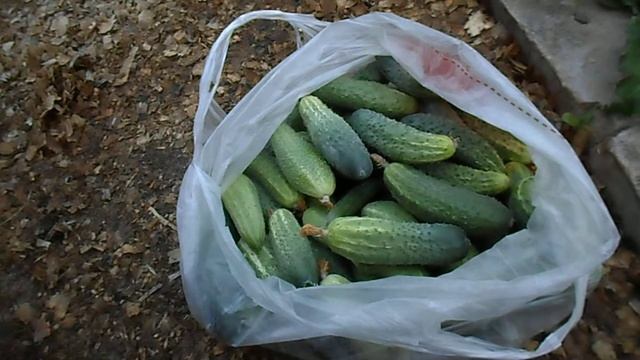 СОБРАЛ В ПАРНИКЕ И НА УЛИЦЕ ОТЛИЧНОГО КАЧЕСТВА ОГУРЦЫ, 25 АВГУСТА 2017