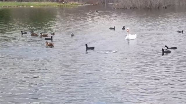 Одинокий лебедь и много уток на Новом озере #Кисловодск