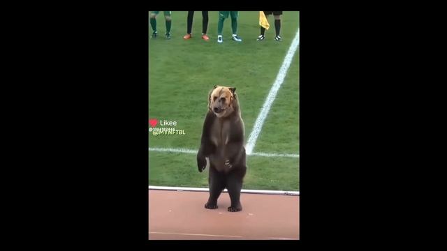 Супер супер кошка и ещё плюс обезьяна