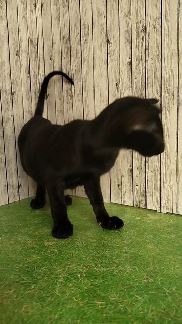 Черный ориентальный котенок 3 мес.