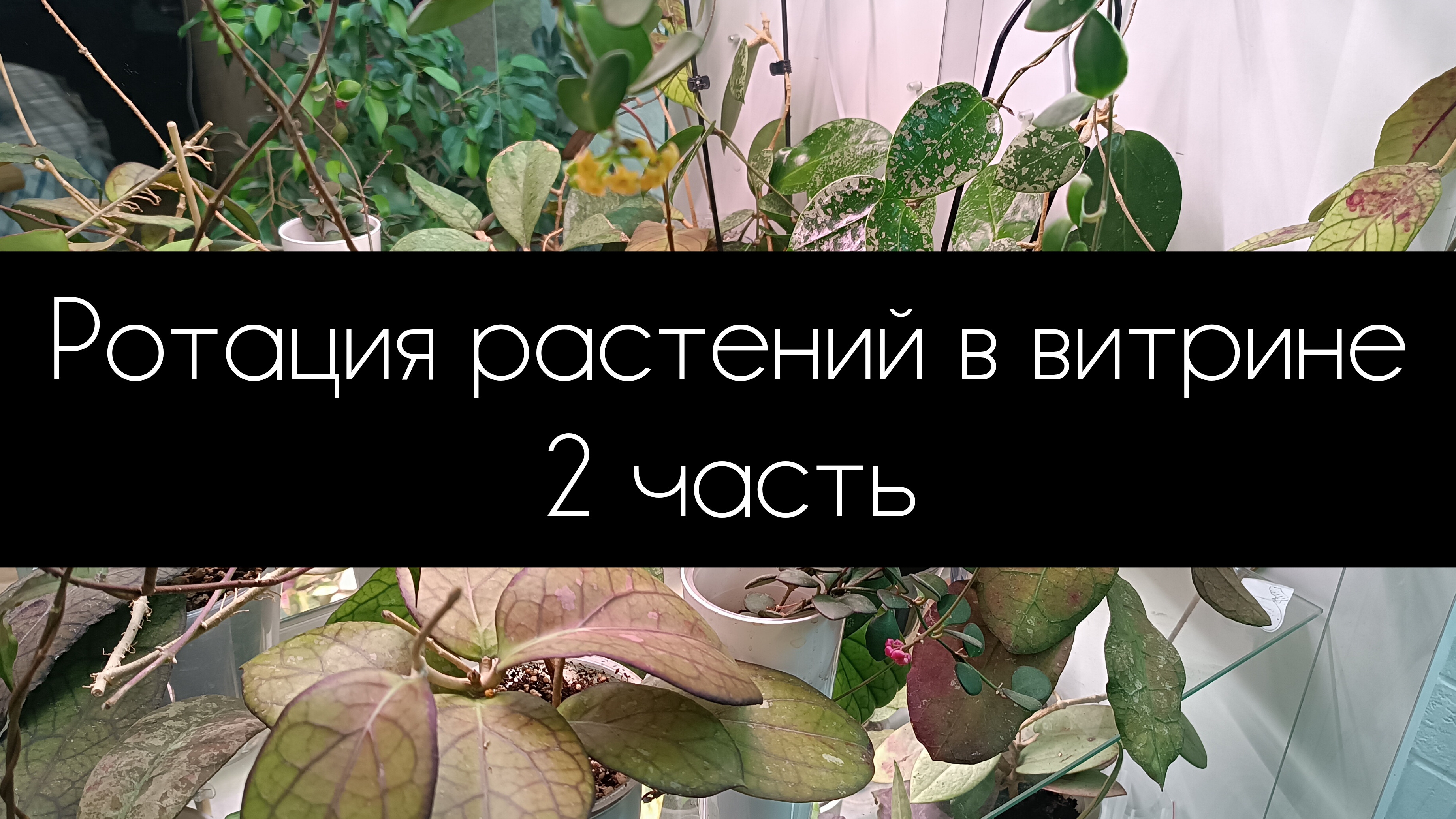 ротация растений в витрине 2 часть