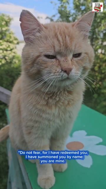 Не бойся ибо Я с тобою 😇🌈💓🙏😻 Do not be afraid, for I am with You