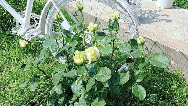 СУПЕР КУСТ! Чайно-гибридная роза Бойнга