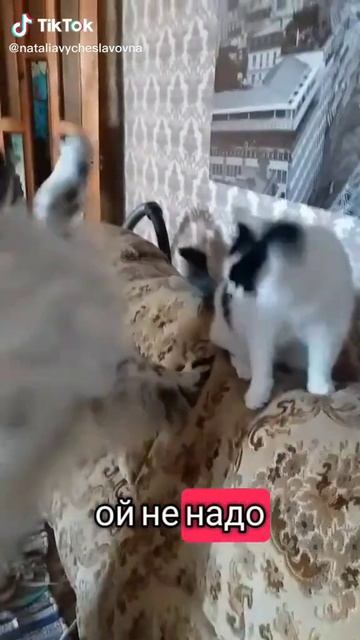 Как кошка с собакой... Это про них...)))