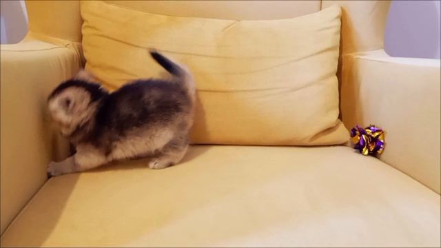 1000025718.mp4