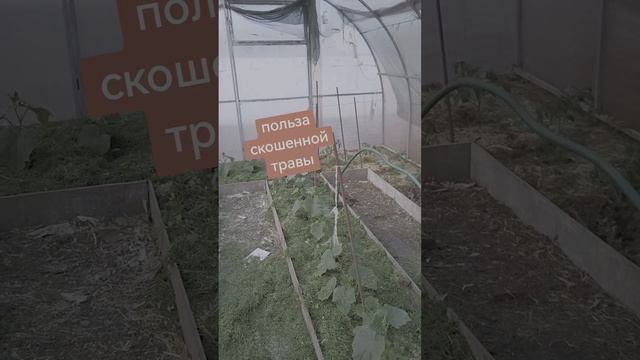 2025-06-06-215226600.mp4