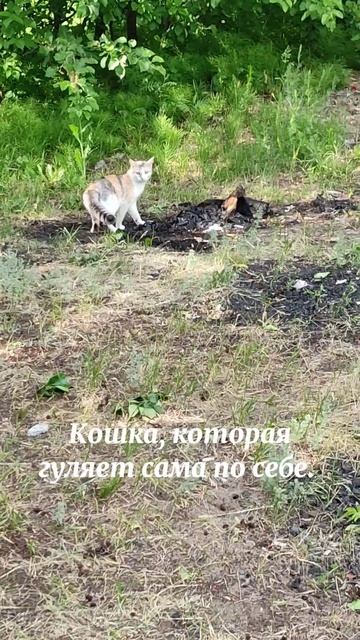 Кошка