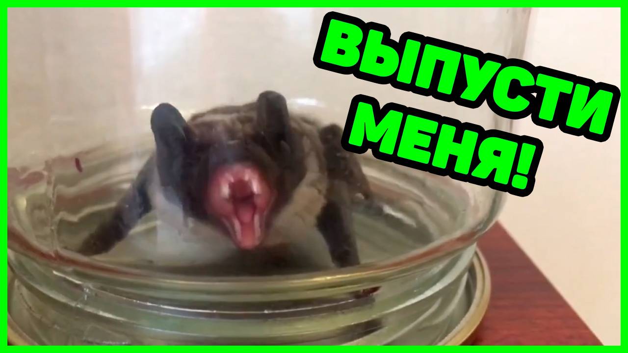 ЛЕТУЧАЯ МЫШЬ ЗАЛЕТЕЛА В КВАРТИРУ!!!