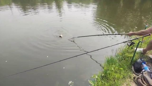 Карпуша на кукурузу