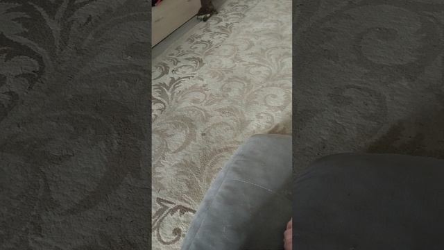 Тартила и Буся)))06-06-2025