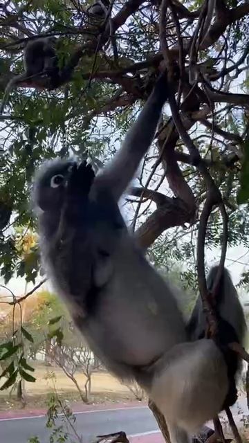 В контакте с очковыми лангурами.🐒