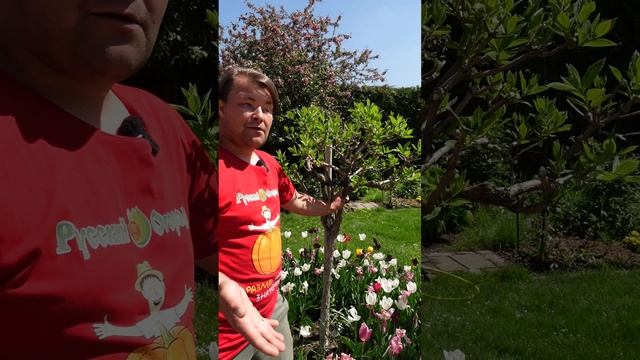 Работаем с гортензией 🌸