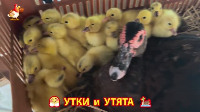 Утки с Утятами гармония во дворе 🦆🤗❣️(46)