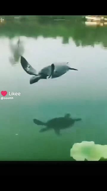 черепаха летает