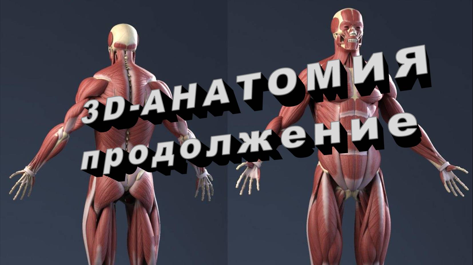 БИОДИНАМИКА 3D-АНАТОМИЯ работы БОЛЬШОЙ ПРИВОДЯЩЕЙ МЫШЦЫ БЕДРА.