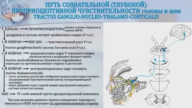 3. ВИДЕОУРОК - ЧУВСТИТЕЛЬНЫЕ ПРОВОДЯЩИЕ ПУТИ ГОЛОВЫ И ШЕИ