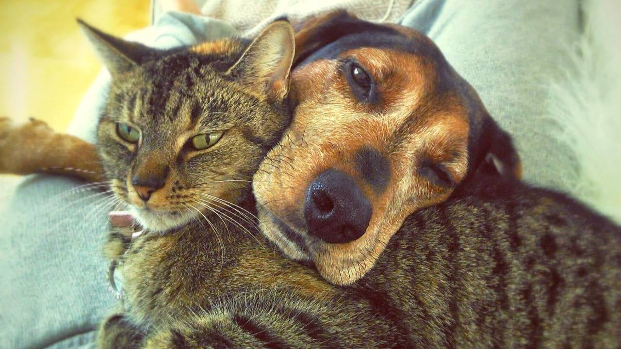 😹Это не просто коты и собаки. Это актёры, комики и драматурги в одном лице.