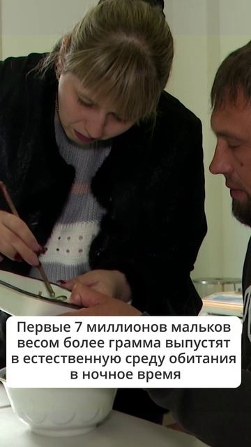 Выпуск молоди лосося на Сахалине. 1 миллиард мальков кеты и горбуши отправятся в реки