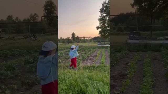 Завершение работ на грядках