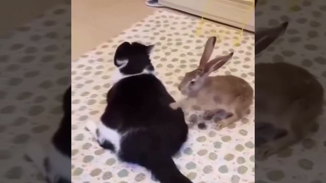 Зайка - массажистка ❤️🥰😻