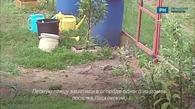 В Рязанском районе удод прилетел на приусадебный участок