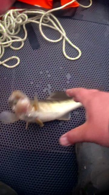 ПЕРВЫЙ СУДАЧЕЛА! #shorts #рыбалка #fishing #рыба #fish #эдвардкосичка #природа #nature #отдых #rest