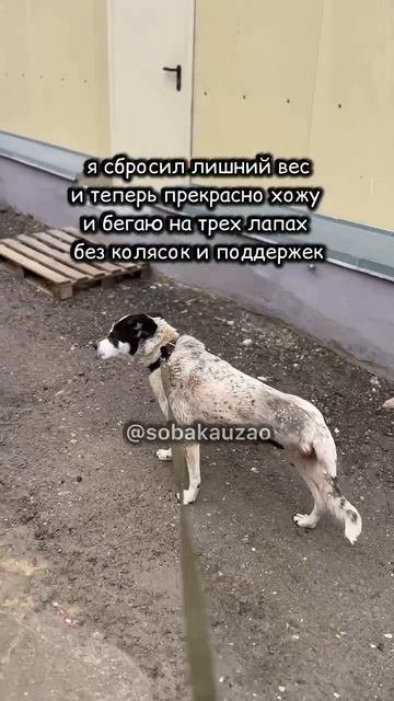 Трехлапый  пес Маркиз из приюта ищет дом
