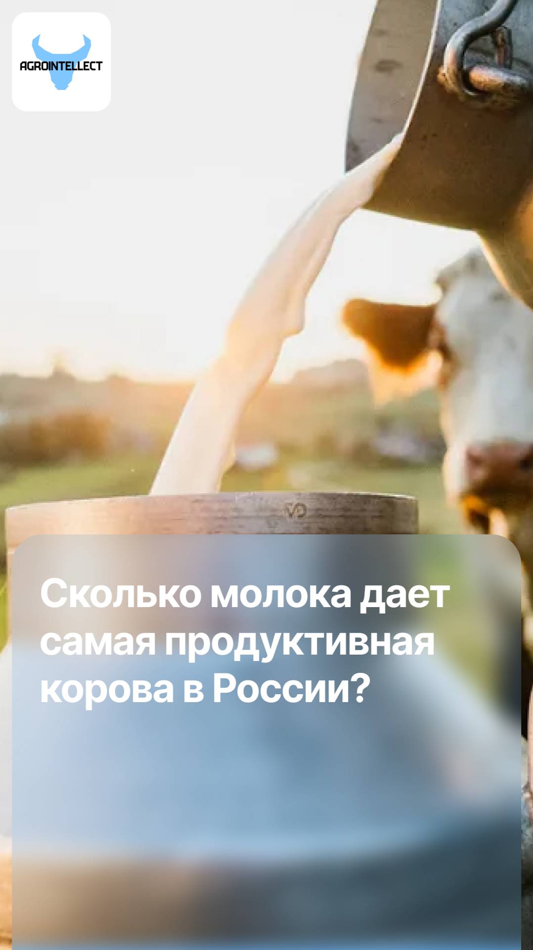 Сколько молока в сутки дает самая продуктивная корова в России!