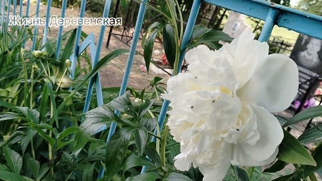 Наш "последний приют"...К маме...