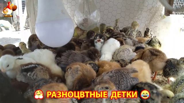 Цыплята и утята милые пушистики растут на радость хозяину (25)