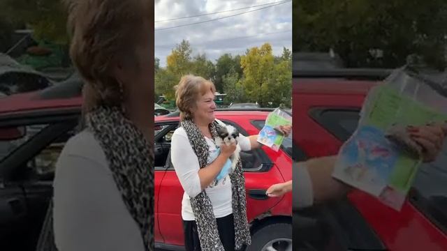 знакомьтесь, Рада.#собачки#ши-тцу #радость#обзор#видио#