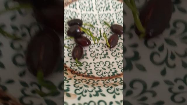 💮цветок растёт