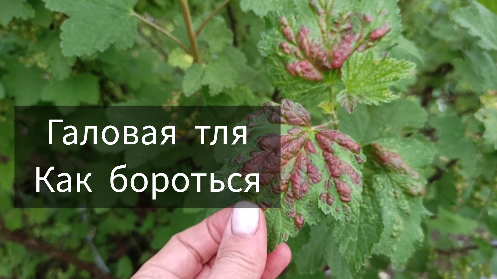 Красные бугры на смородине. Это тля. Как бороться