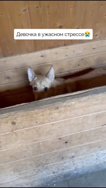 сдали домашнюю собаку в приют с перевязанными лапами💔