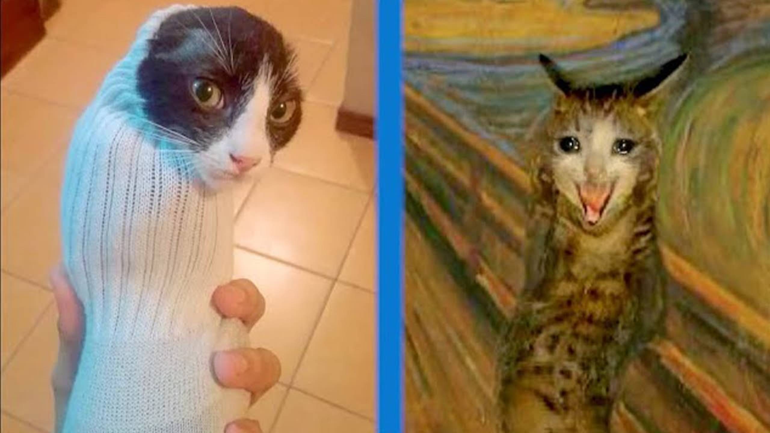 СМЕШНЫЕ КОТЫ 2025 ЛУЧШИЕ ПРИКОЛЫ С КОТАМИ, КОШКИ, КОТИКИ, СОБАЧКИ, СМЕШНОЕ ВИДЕО