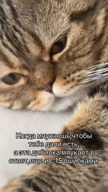 Котики