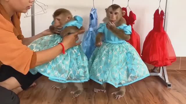 Обезьянки две ПРИНЦЕССЫ меряют НАРЯДЫ Выбрали и пошли вот куда СМЕШИНКА ЗАБАВНАЯ