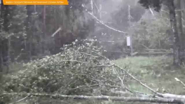 Ураган повалил сотни деревьев на границе Беларуси и Литвы