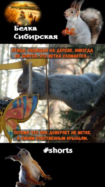 Белка села на бабочку-кормушку
