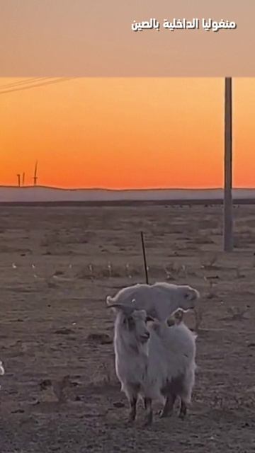 🐏«Шерстяное такси»